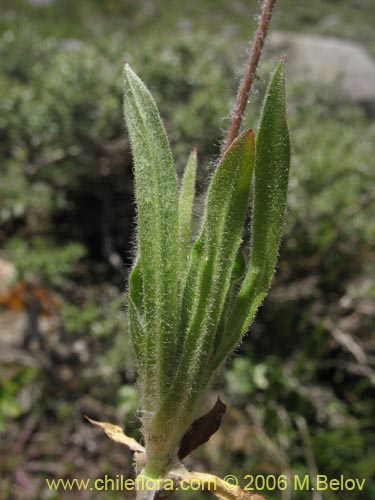 Imágen de Planta no identificada sp. #1396 (). Haga un clic para aumentar parte de imágen.