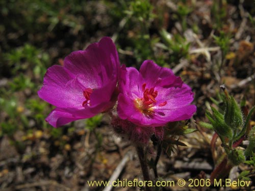 Montiopsis umbellataの写真