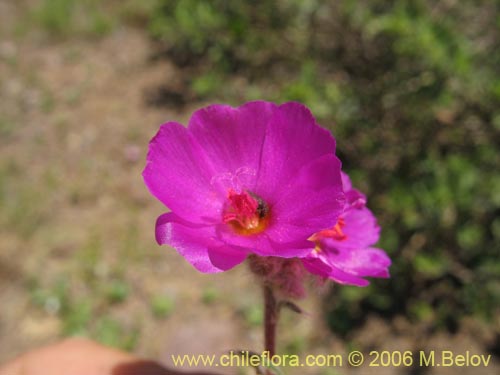 Imágen de Montiopsis umbellata (). Haga un clic para aumentar parte de imágen.