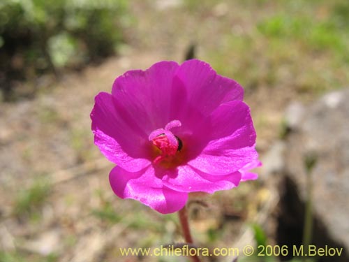 Imágen de Montiopsis umbellata (). Haga un clic para aumentar parte de imágen.