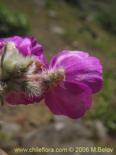 Montiopsis umbellataの写真