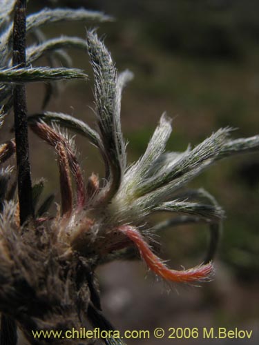 Bild von Montiopsis umbellata (). Klicken Sie, um den Ausschnitt zu vergrössern.