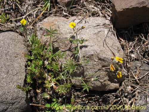 Imágen de Adesmia sp. #3067 (). Haga un clic para aumentar parte de imágen.