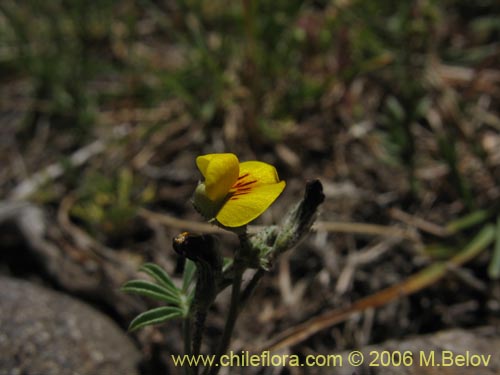 Adesmia sp. #3067의 사진