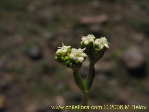 Valeriana gracilicepsの写真