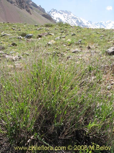 Bild von Valeriana graciliceps (). Klicken Sie, um den Ausschnitt zu vergrössern.