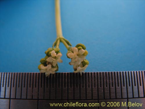 Valeriana gracilicepsの写真