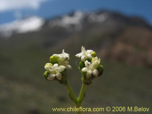 Фотография Valeriana graciliceps (). Щелкните, чтобы увеличить вырез.