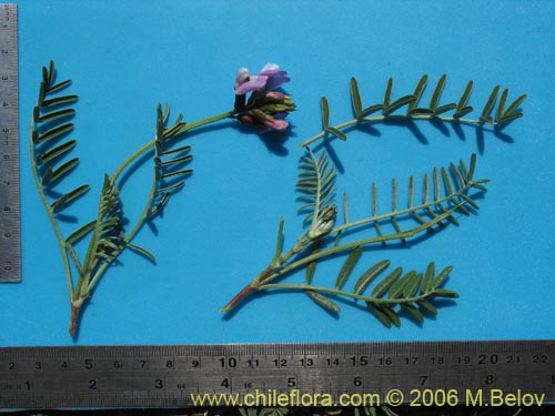 Bild von Astragalus cruckshanksii (Hierba loca). Klicken Sie, um den Ausschnitt zu vergrössern.