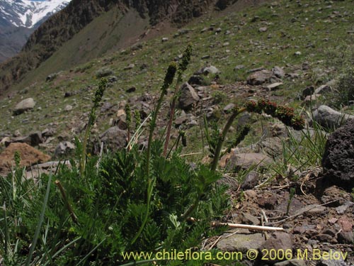 Image of Acaena pinnatifida (Pimpinela cimarrona / Abrojo). Click to enlarge parts of image.