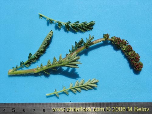 Image of Acaena pinnatifida (Pimpinela cimarrona / Abrojo). Click to enlarge parts of image.