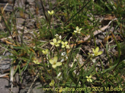 Image of Unidentified Plant sp. #2407 (). Click to enlarge parts of image.