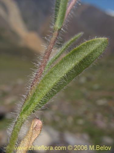 没断定的植物 sp. #2407的照片