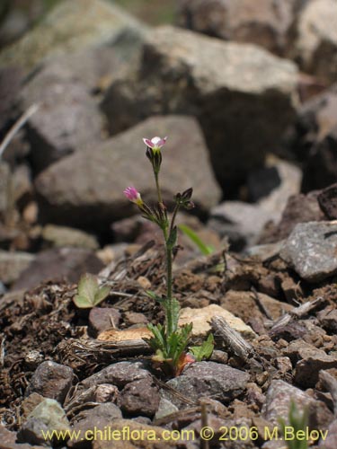 Imágen de Gilia sp. #1386 (). Haga un clic para aumentar parte de imágen.