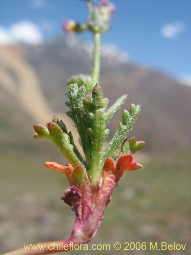 Imágen de Gilia sp. #1386 (). Haga un clic para aumentar parte de imágen.