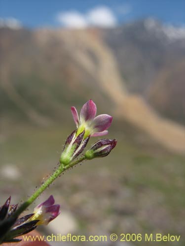 Gilia sp. #1386의 사진