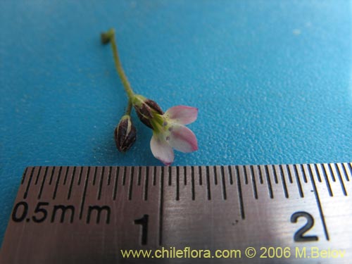Image of Gilia sp. #1386 (). Click to enlarge parts of image.