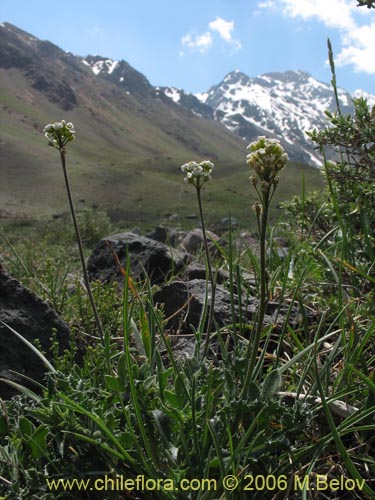 Bild von Brassicaceae sp. #3066 (). Klicken Sie, um den Ausschnitt zu vergrössern.