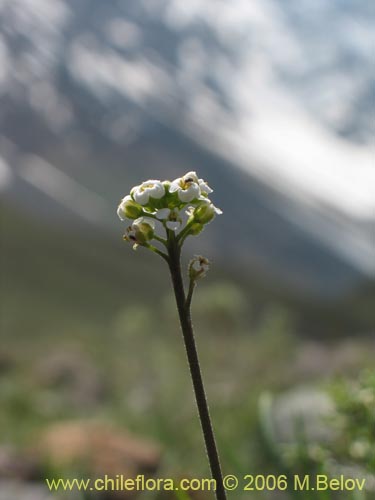 Bild von Brassicaceae sp. #3066 (). Klicken Sie, um den Ausschnitt zu vergrössern.