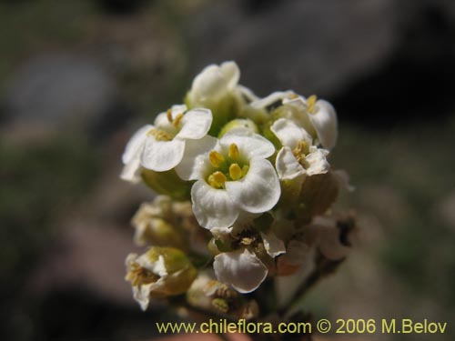 Brassicaceae sp. #3066の写真