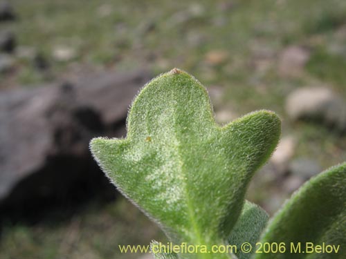 Brassicaceae sp. #3066的照片