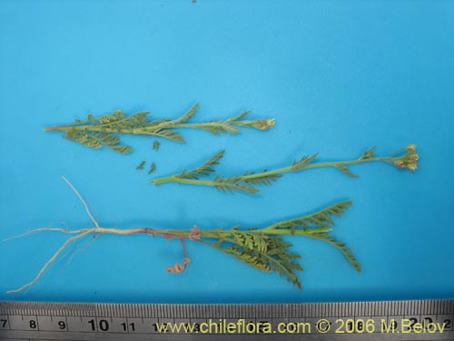 Image of Unidentified Plant sp. #2408 (). Click to enlarge parts of image.