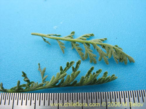 Image of Unidentified Plant sp. #2408 (). Click to enlarge parts of image.