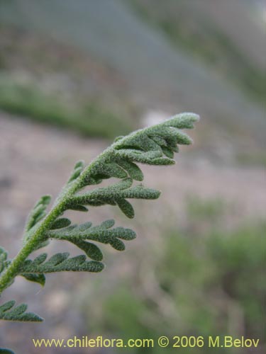 未確認の植物種 sp. #2408の写真