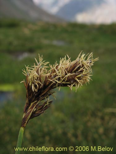 Carex gayanaの写真