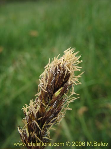 Image of Carex gayana (). Click to enlarge parts of image.