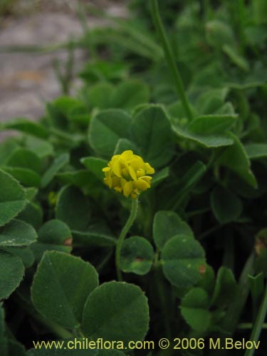 Imágen de Medicago lupulina (Lupulina). Haga un clic para aumentar parte de imágen.