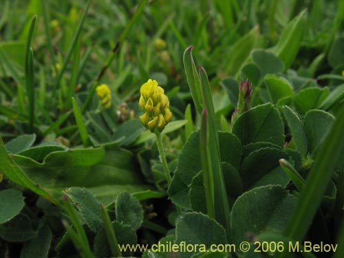 Imágen de Medicago lupulina (Lupulina). Haga un clic para aumentar parte de imágen.