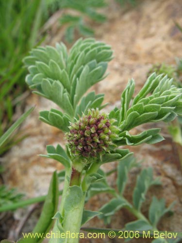 Image of Acaena magellanica (). Click to enlarge parts of image.