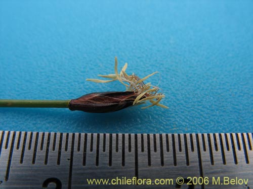 Carex sp.   #1539の写真