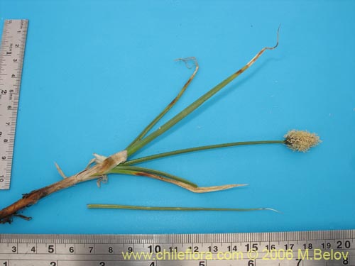 Imágen de Carex sp.   #1539 (). Haga un clic para aumentar parte de imágen.