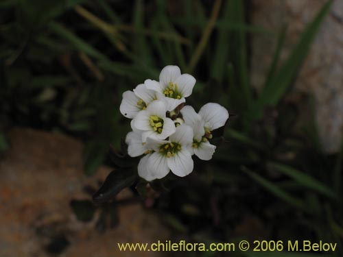 Cardamine glacialisの写真