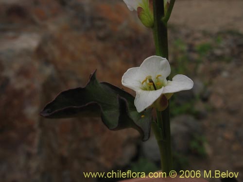 Imágen de Cardamine glacialis (). Haga un clic para aumentar parte de imágen.