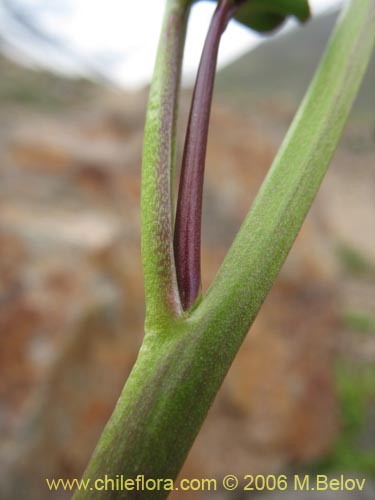 Imágen de Cardamine glacialis (). Haga un clic para aumentar parte de imágen.