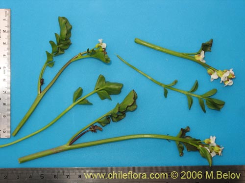 Image of Cardamine glacialis (). Click to enlarge parts of image.