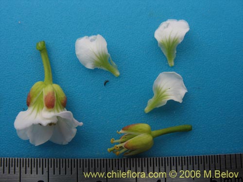 Image of Cardamine glacialis (). Click to enlarge parts of image.