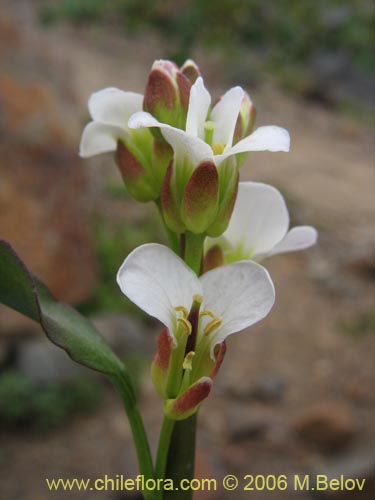 Image of Cardamine glacialis (). Click to enlarge parts of image.
