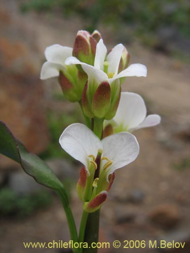 Imágen de Cardamine glacialis (). Haga un clic para aumentar parte de imágen.