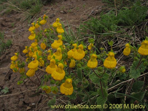 Calceolaria corymbosa ssp. mimuloides의 사진