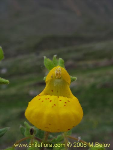 Фотография Calceolaria corymbosa ssp. mimuloides (Capachito). Щелкните, чтобы увеличить вырез.