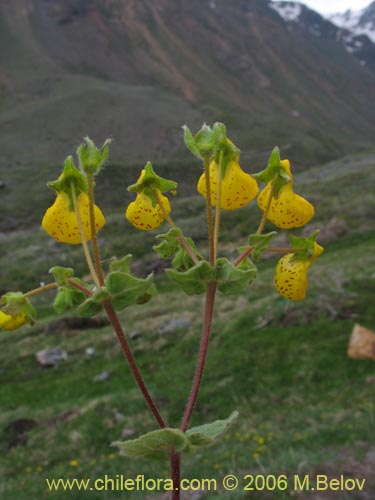 Bild von Calceolaria corymbosa ssp. mimuloides (Capachito). Klicken Sie, um den Ausschnitt zu vergrössern.