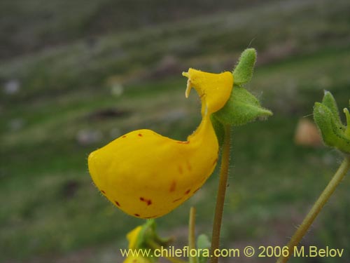 Фотография Calceolaria corymbosa ssp. mimuloides (Capachito). Щелкните, чтобы увеличить вырез.