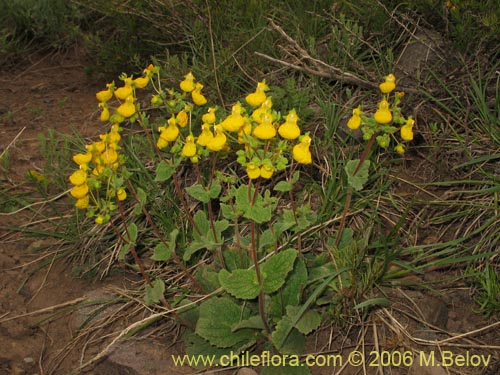 Calceolaria corymbosa ssp. mimuloides의 사진