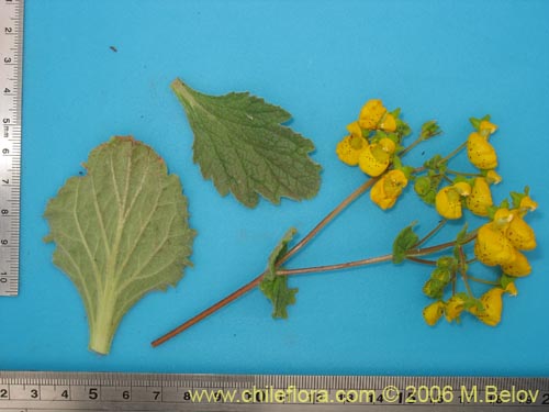 Image of Calceolaria corymbosa ssp. mimuloides (Capachito). Click to enlarge parts of image.