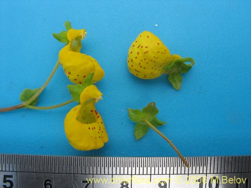 Image of Calceolaria corymbosa ssp. mimuloides (Capachito). Click to enlarge parts of image.