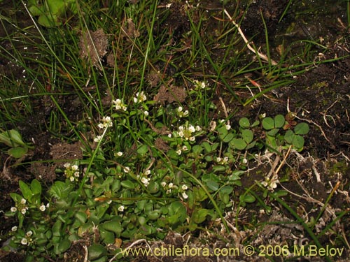 Cardamine sp. #1540的照片